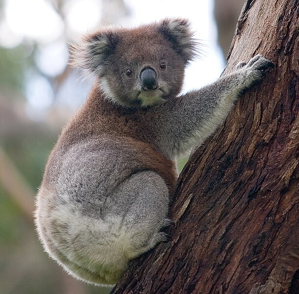Fil:Koala climbing tree.jpg