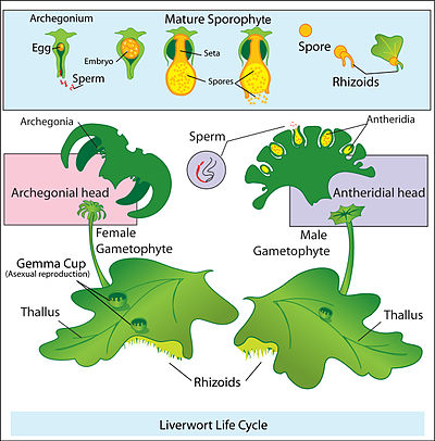 Liverwort life cycle.jpg