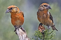 Två hanar fotograferade i Oregon, USA