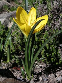 Krokuslilja (Sternbergia lutea)