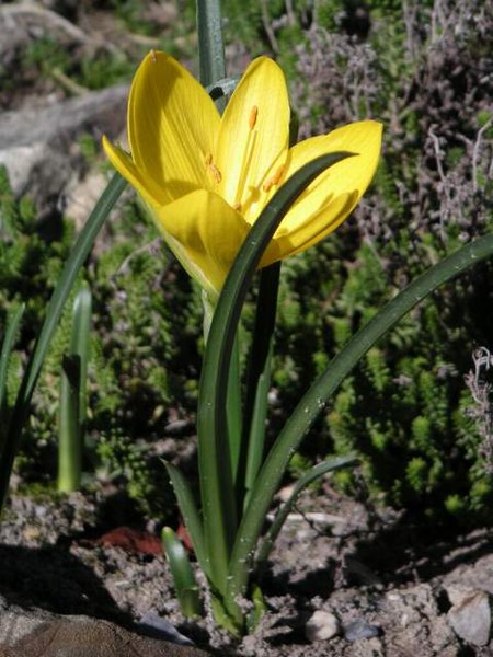 Fil:Sternbergia lutea MILAN.jpg