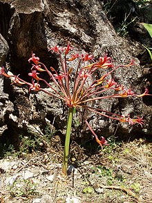 Drottningbrunsvigia (B. josephinae)