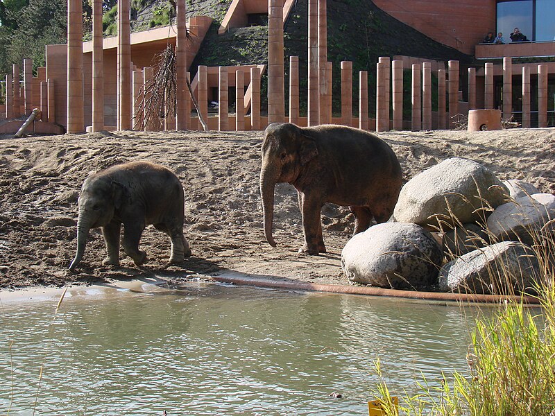 Fil:Elephants Zoo Copenhagen.jpg