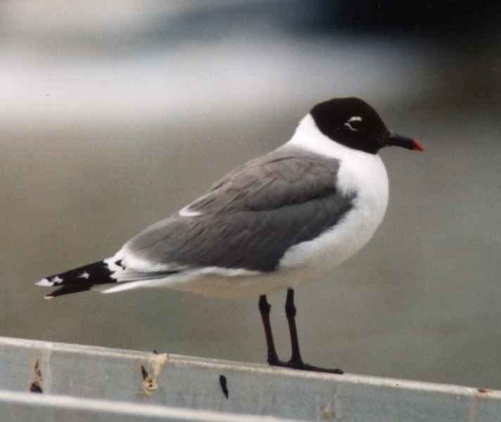 Fil:Franklin's Gull Brisbane98.jpg