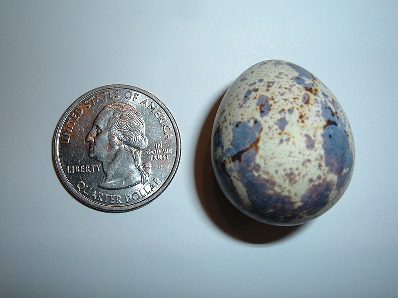 Fil:Japanese quail egg size comparison.JPG