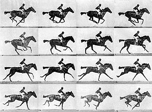 Muybridge race horse gallop.jpg