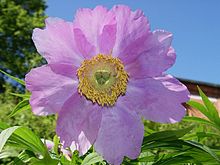 Paeonia anomal10.jpg