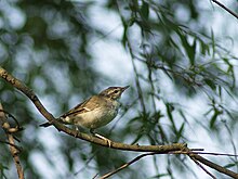 Phylloscopus borealis P4274142.jpg