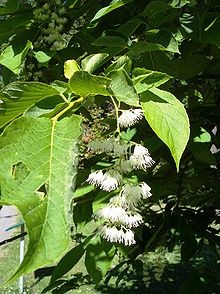 Epåletträd (P. hispida)
