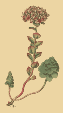 Sedum anacampseros.png