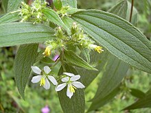 Vit diadembuske (T. longiflora)