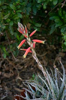 Aloe humilis00.jpg