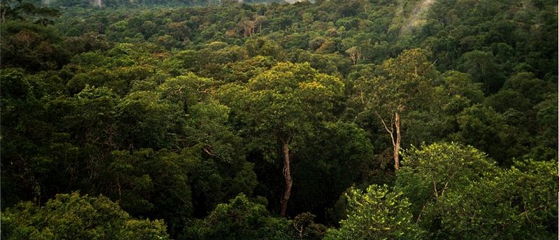 Fil:Amazon Manaus forest.jpg