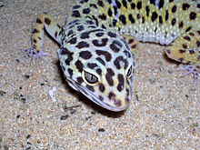 Gecko léopard femelle adulte tête.jpg