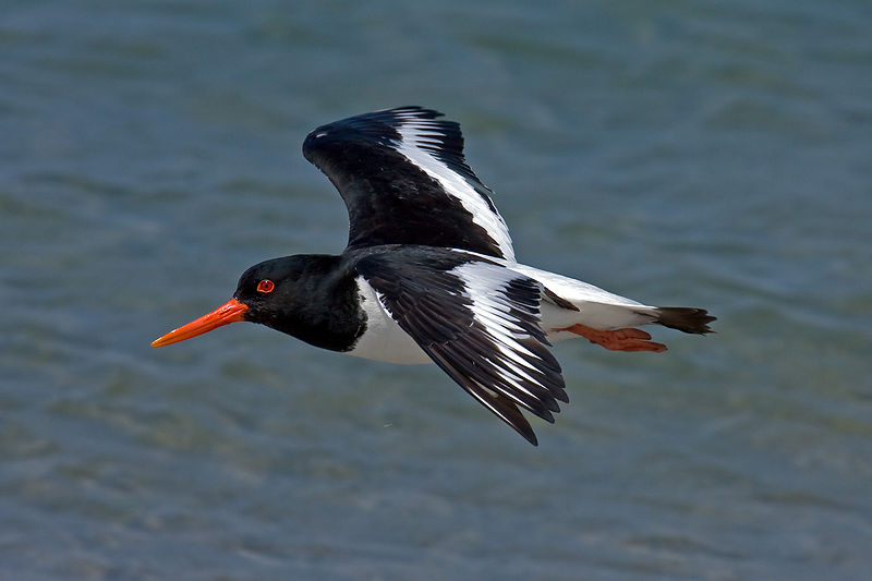 Fil:Haematopus ostralegus He2.jpg