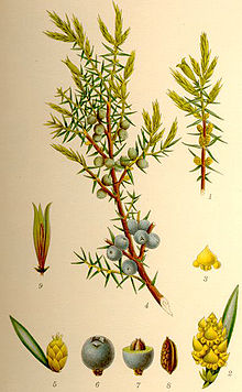 Juniperus communis en.jpg