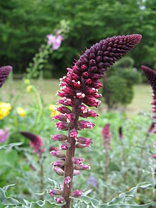 sorten 'Beaujolais'.