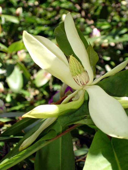 Fil:Magnolia fraseri1a.UME.jpg