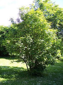 Pimpernöt (Staphylea pinnata)
