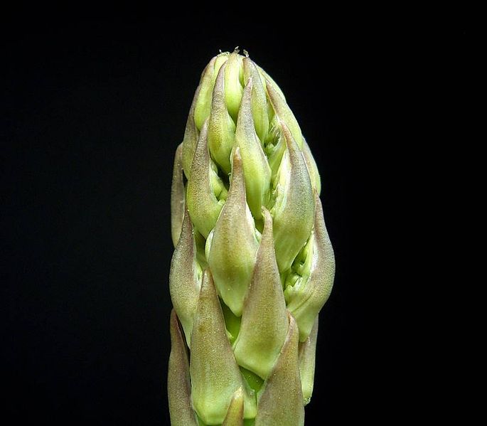 Fil:Asparagus officinalis ies.jpg