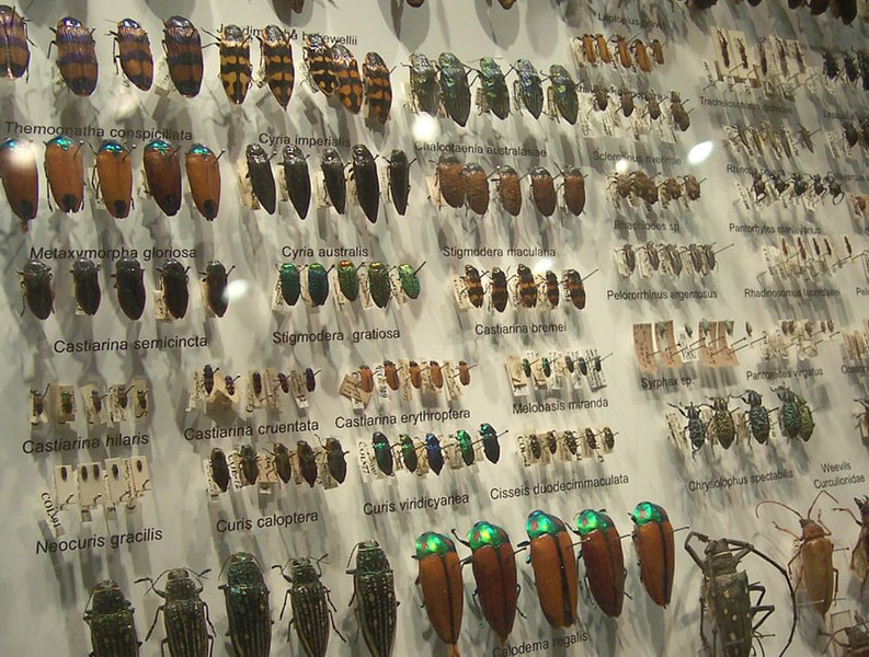 Fil:Beetle collection.jpg