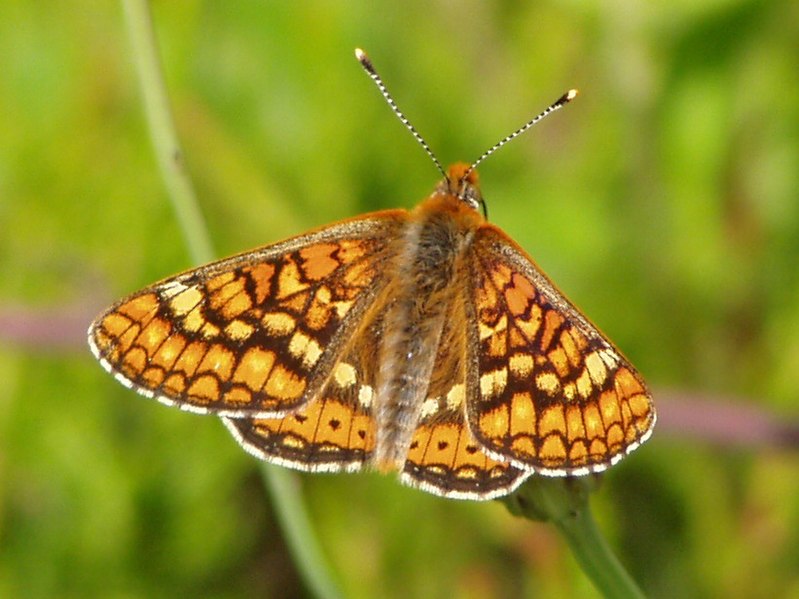 Fil:Euphydryas aurinia.jpg