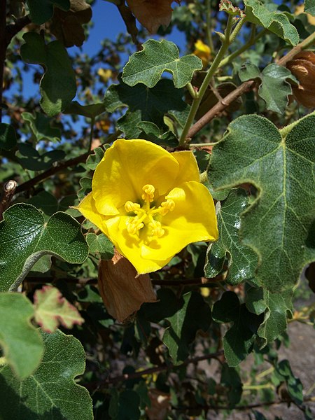 Fil:Fremontodendron californicum3.jpg