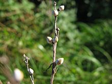 Lithospermum officinale.jpeg