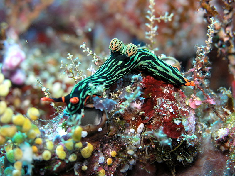 Fil:Nembrotha kubaryana.JPG