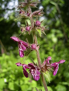 Stachys sylvatica flowers.jpg