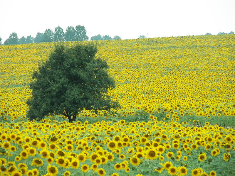Fil:Sunflowers Bulgaria 2.jpg