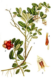 Lingon (Vaccinium vitis-idaea)