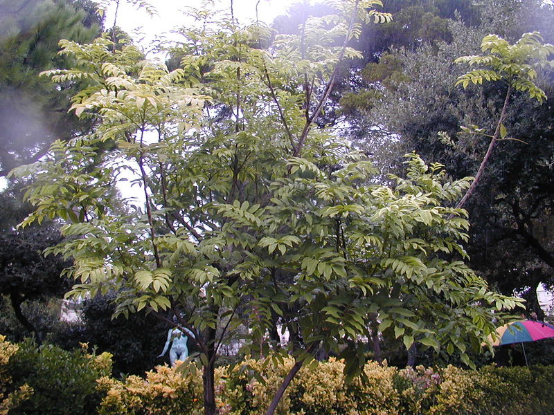 Fil:200410 Castanospermum australe.JPG