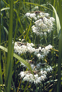 Allium cernuum.jpg