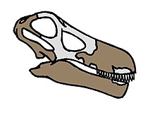 Den inkompletta skallen av Quaesitosaurus.