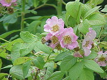 Rosa macrophylla0.jpg