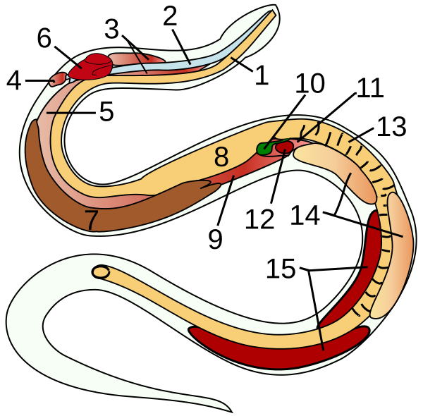 Fil:Snake-anatomy.svg