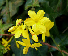 var. nudiflorum