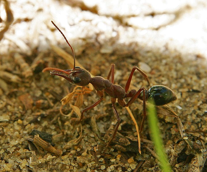 bulldoggsmyra (Myrmecia gulosa)