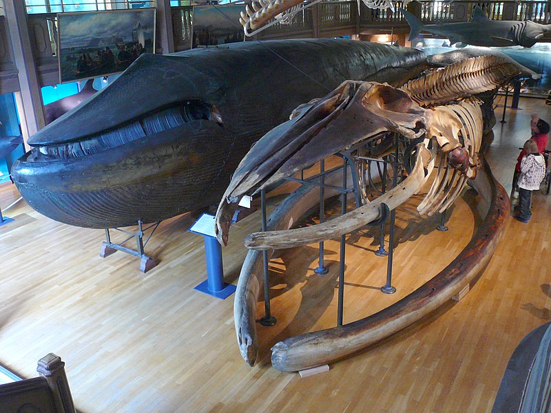 Fil:Balaenoptera musculus.jpg