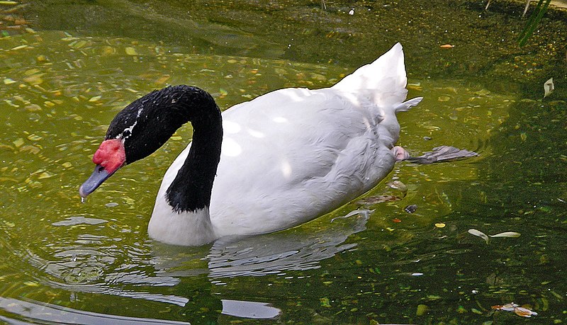 Fil:Black-necked Swan Cygnus melancoryphus Swimming 1965px.jpg