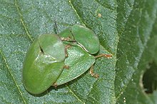 Gröna sköldbaggar som parar sig på ett blad