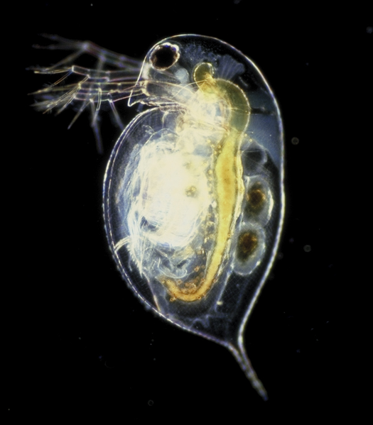 Fil:Daphnia pulex.png