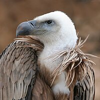 Eagle beak sideview.