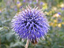 Echinops bannaticus01.jpg