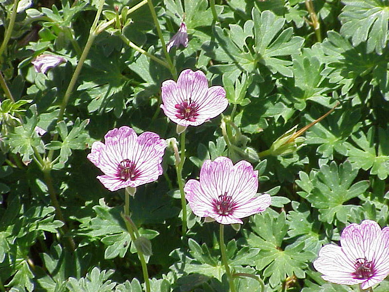 Fil:Geranium cinereum0.jpg