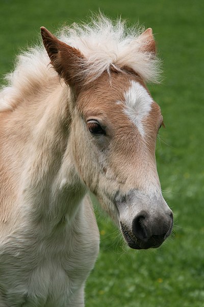 Fil:Haflinger Fohlen 01.jpg