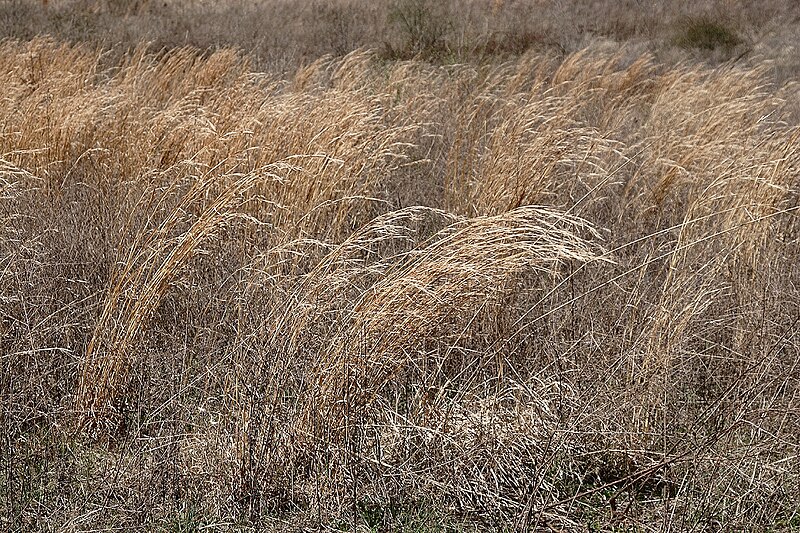 Fil:Prairie grass.JPG