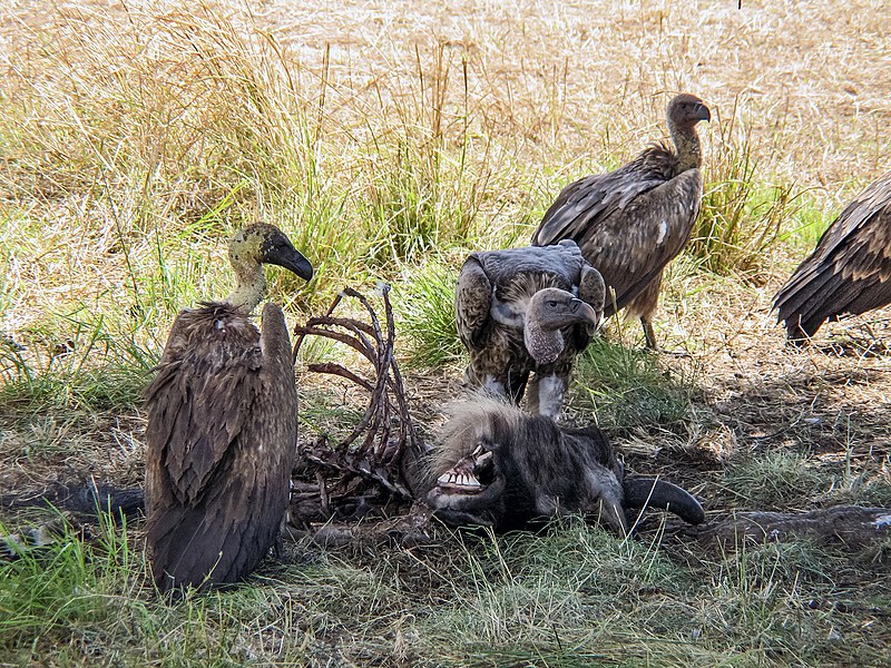 Fil:White-backed vultures eating a dead wildebeest.JPG