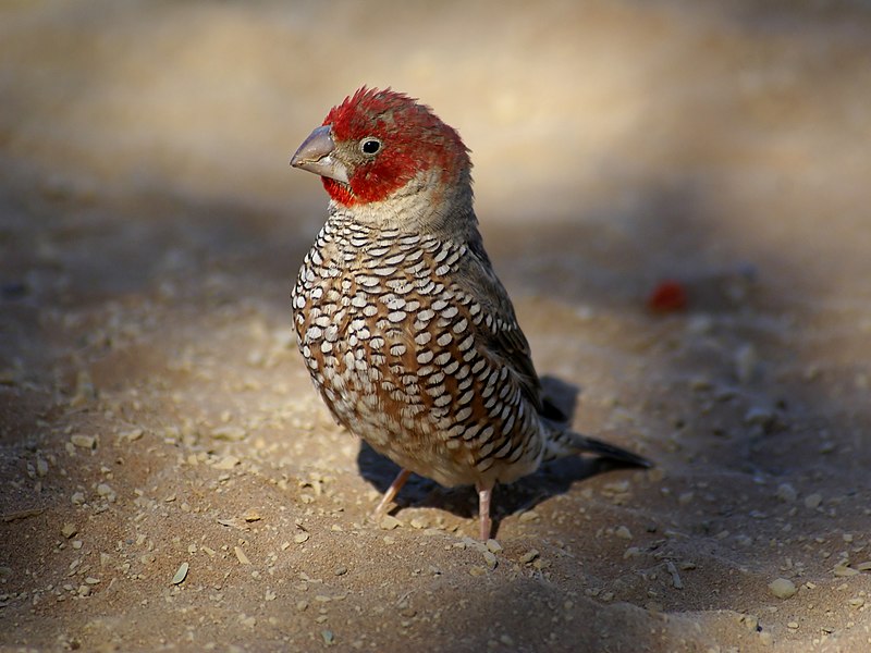 Fil:Amadina erythrocephala.jpg